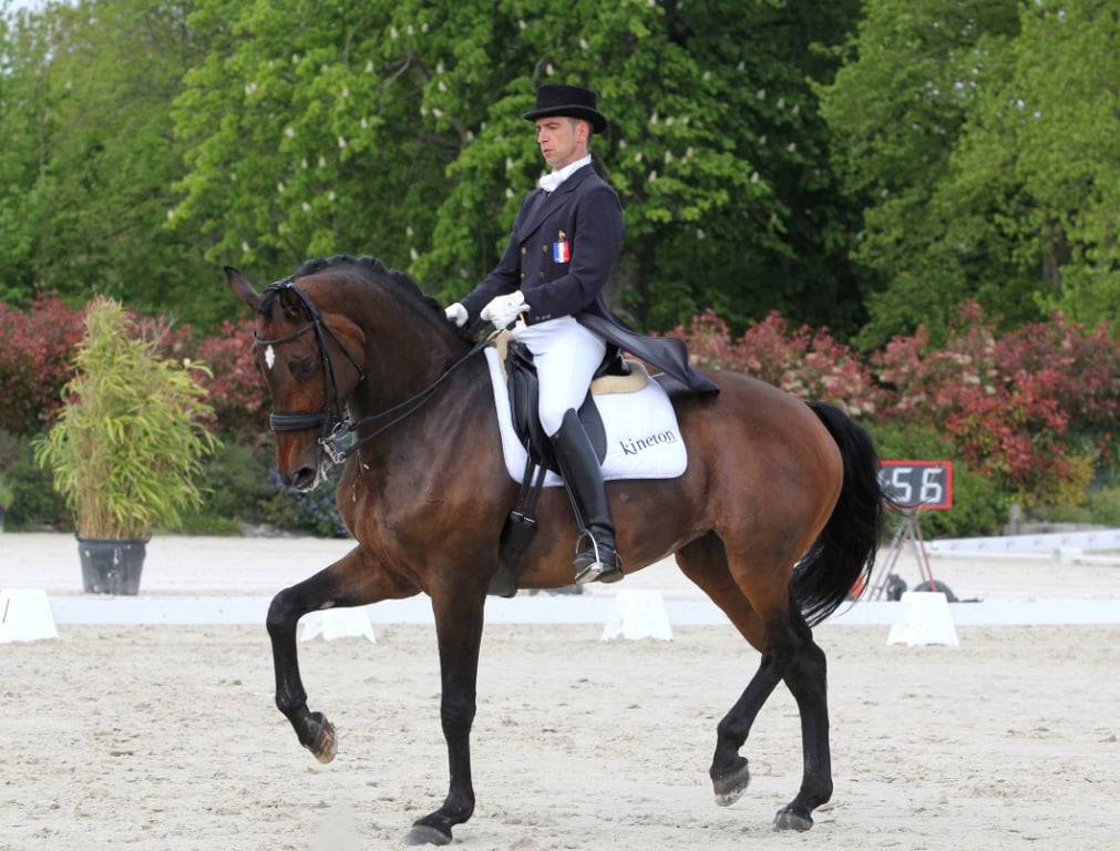 Prométhée - Poulain de dressage