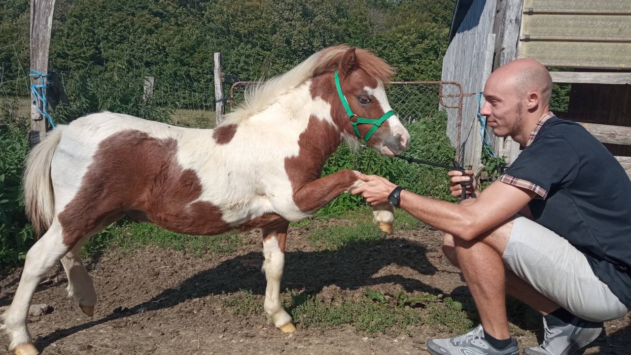 poulains miniatures américains