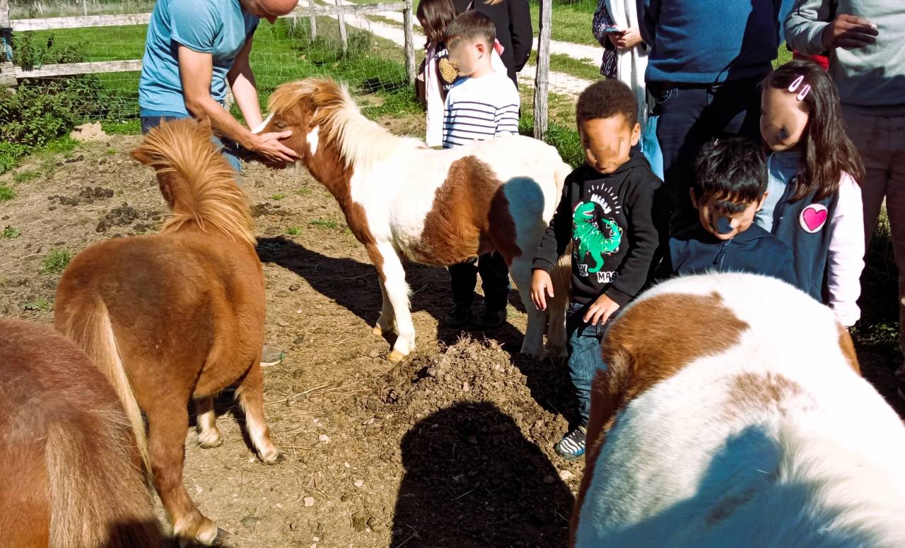 poulains miniatures américains