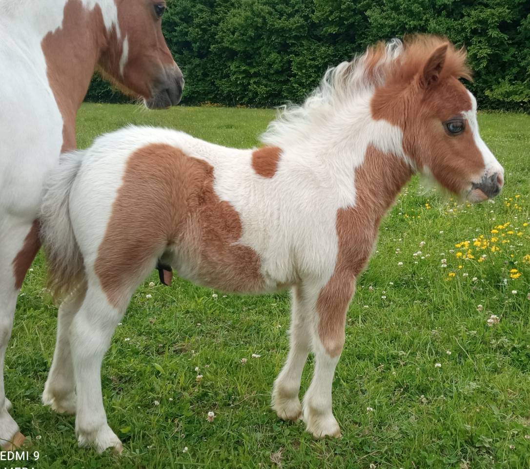 poulains miniatures américains