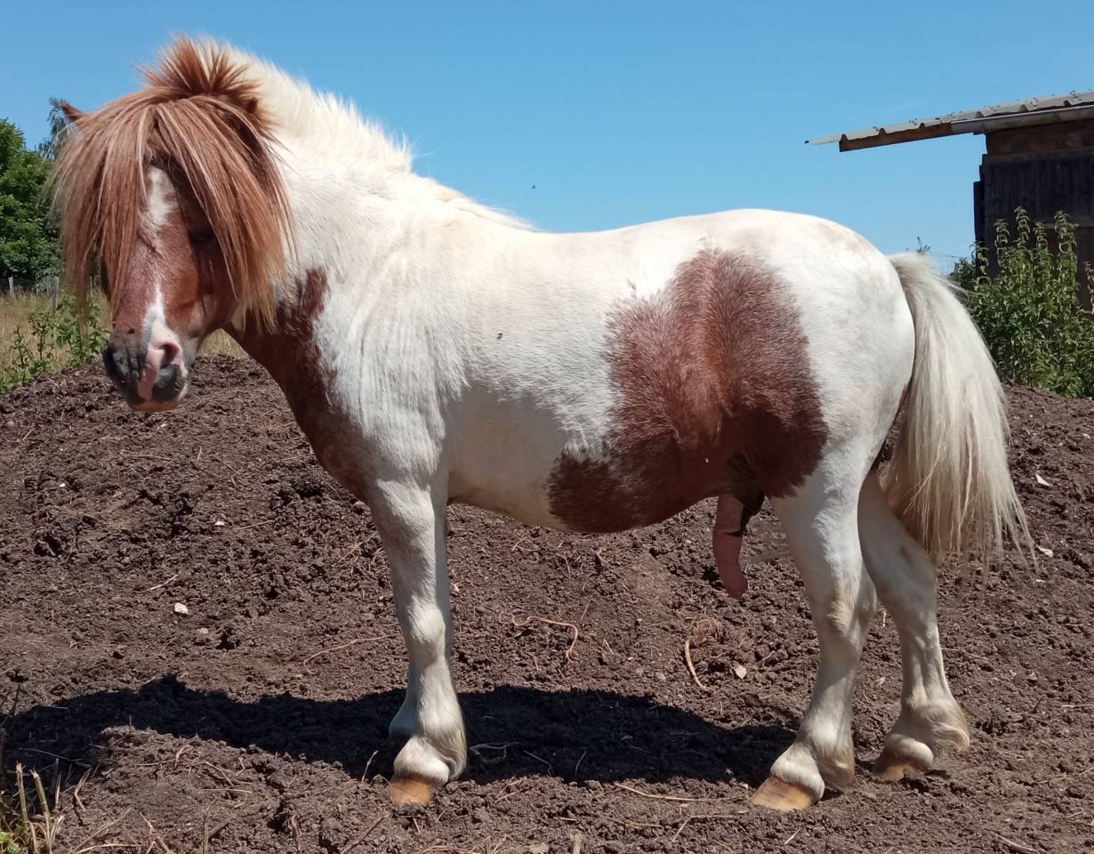 poulains miniatures américains