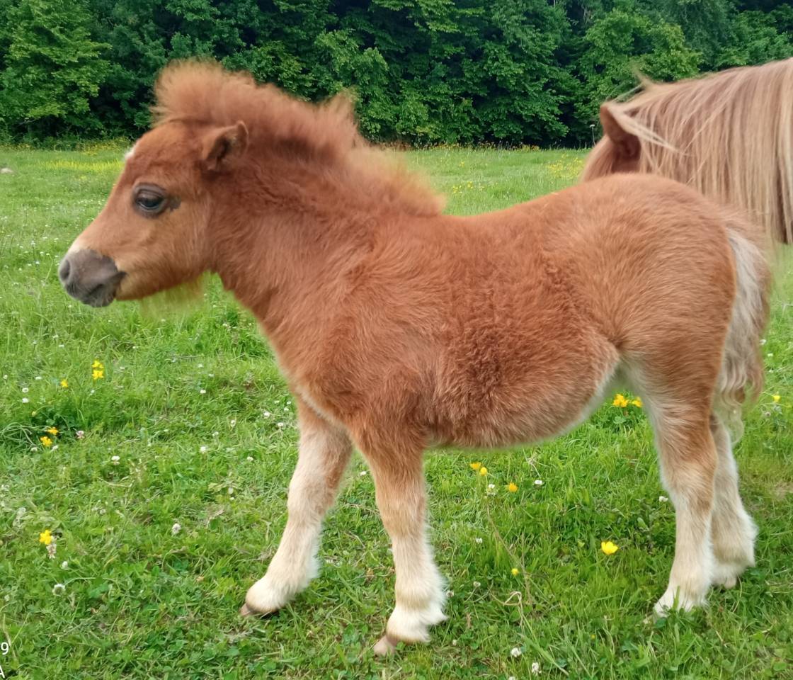 pouliche miniature américaine