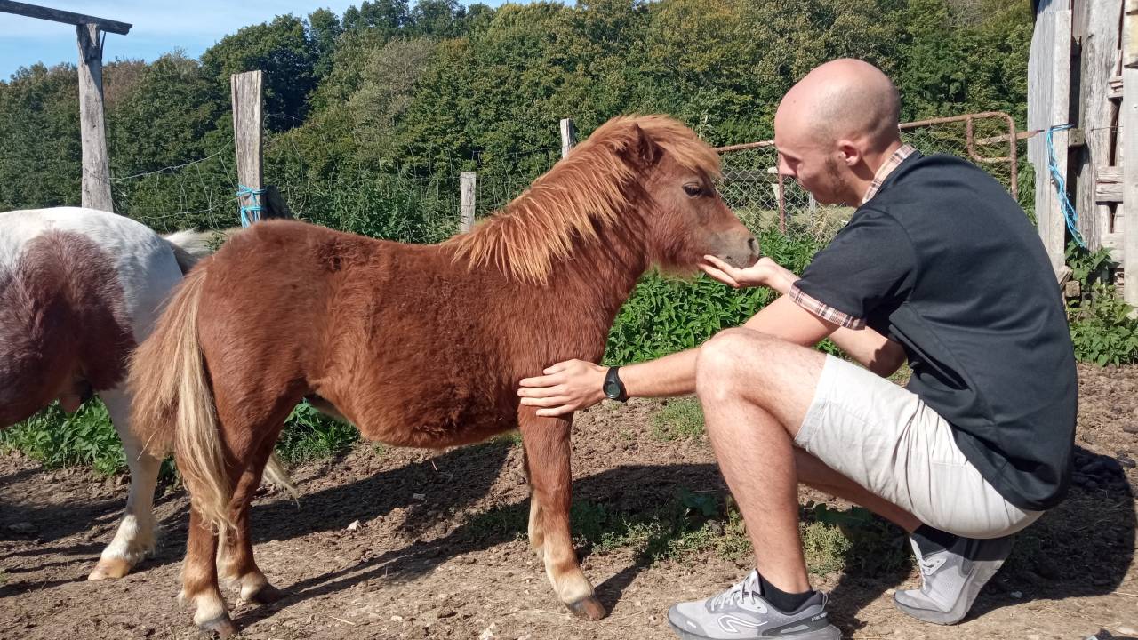 pouliche miniature américaine