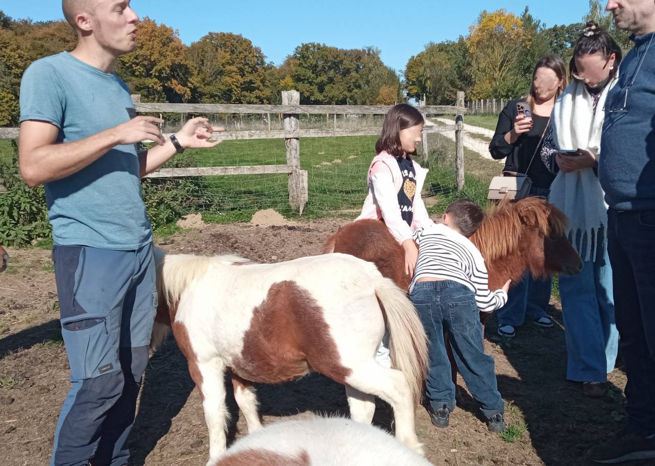 pouliche miniature américaine