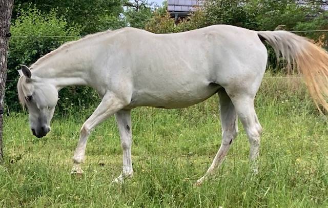 Belle jument Pur Sang Arabe