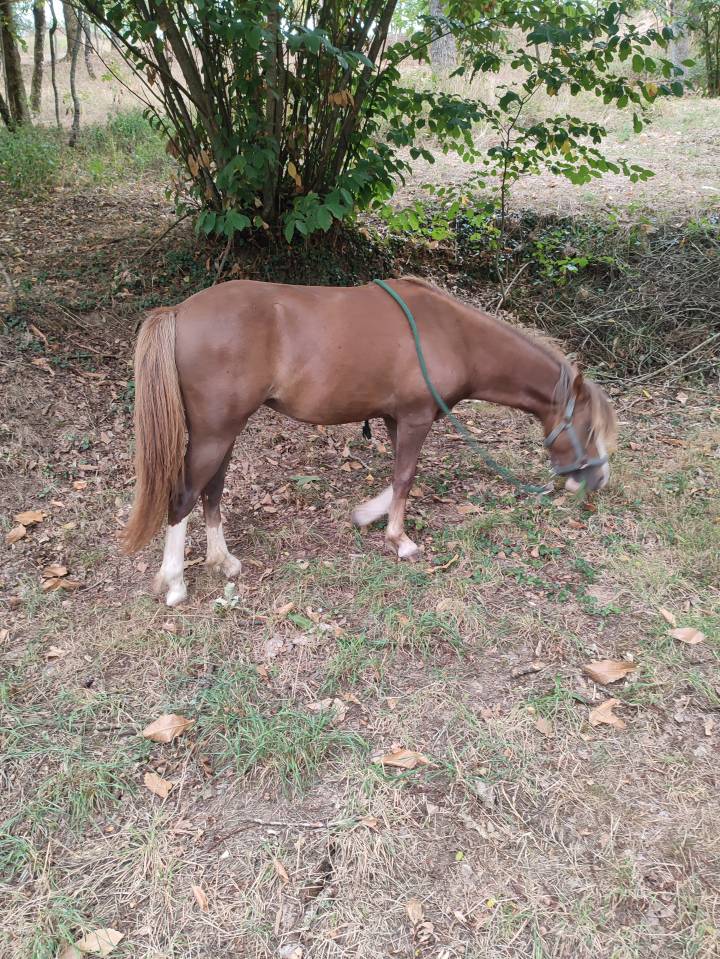 Pouliche welsh part bred