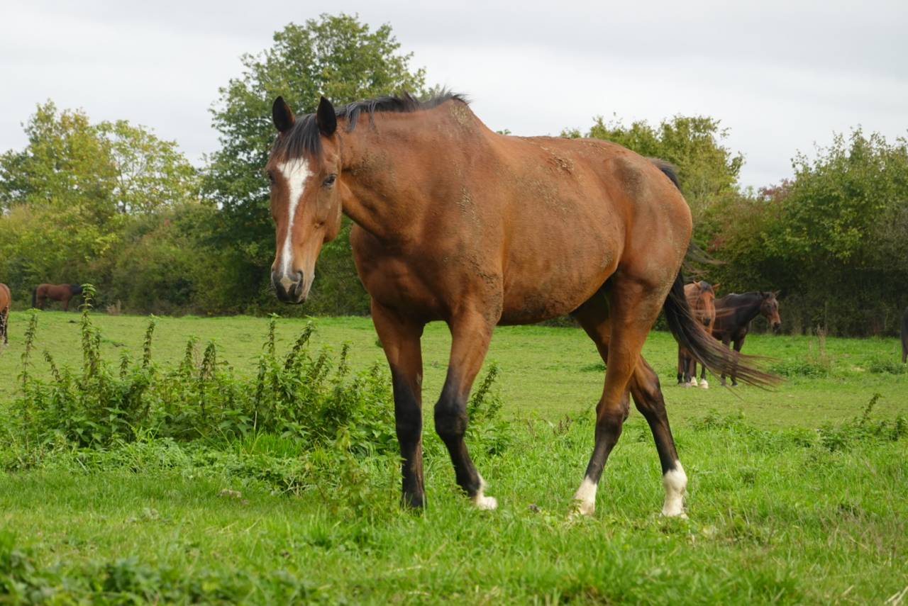 Pension pour chevaux
