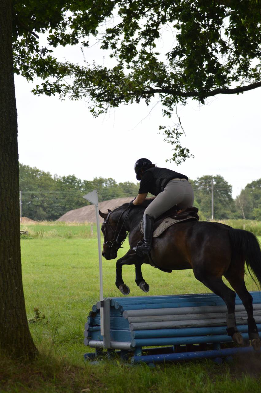 Jument 1m45 de 11 ans