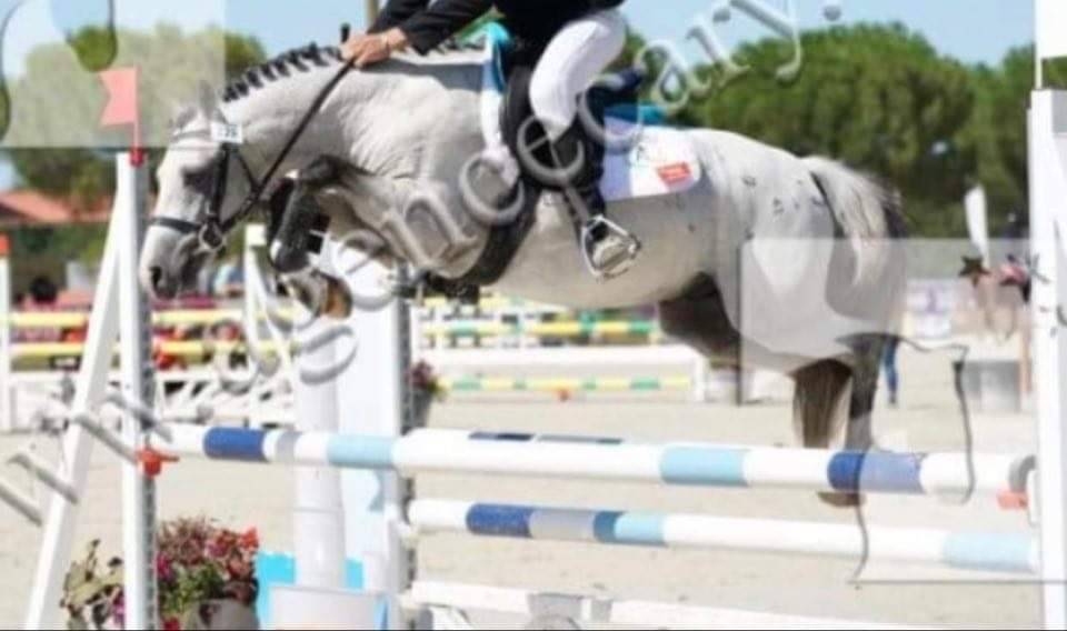 Location d'un poney welsh 11 ans 