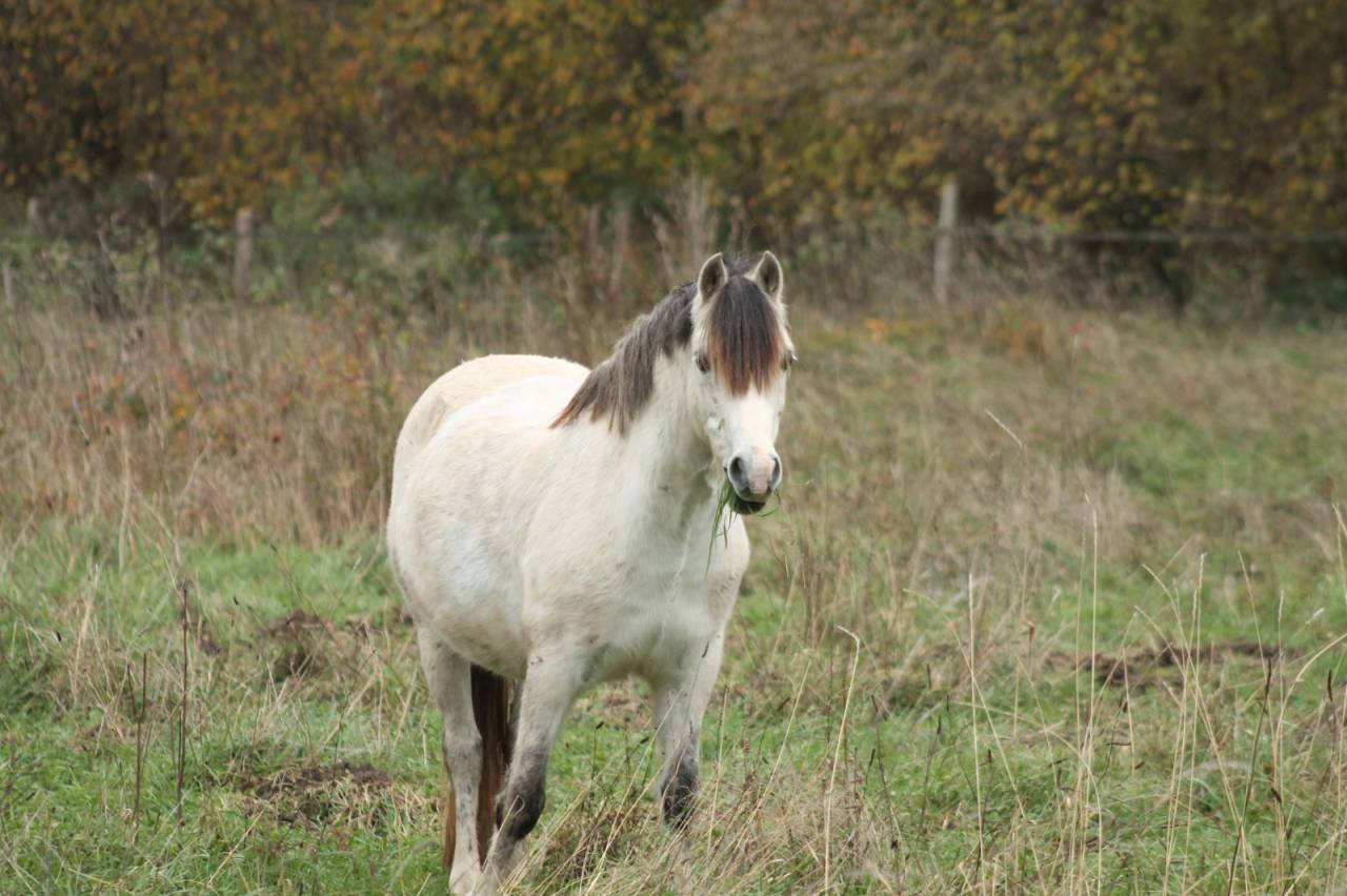 Location d'un poney welsh 11 ans 