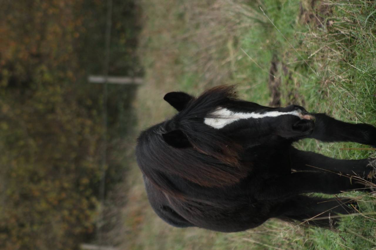 Location d'un poney pottock 14 ans 