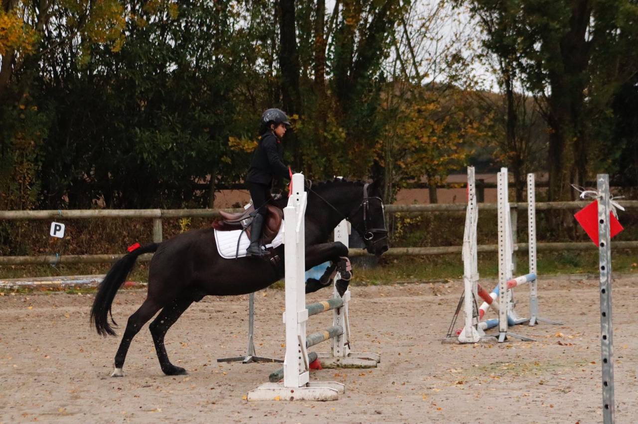 Location d'un poney pottock 14 ans 