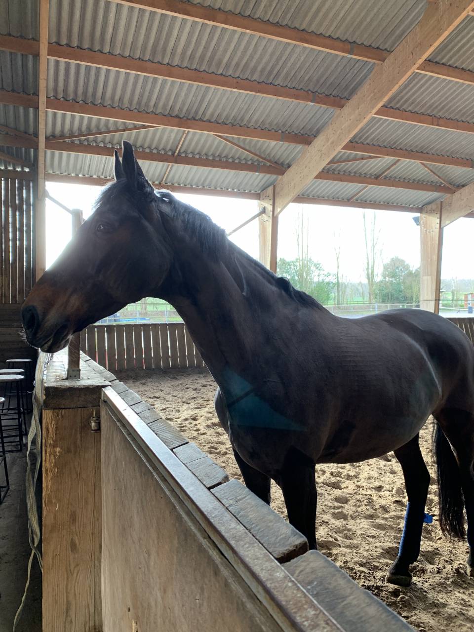 location d'une jument KWPN pour dressage et balade 19 a