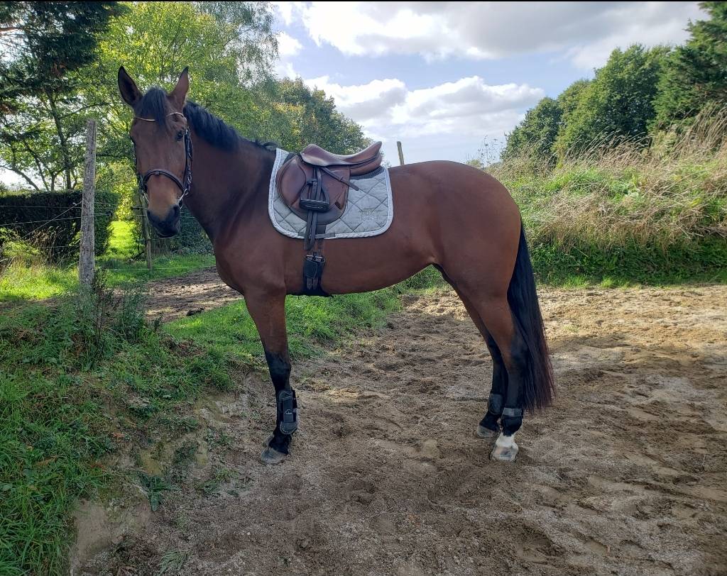 Jument PRE 4 ans 1.67 cm