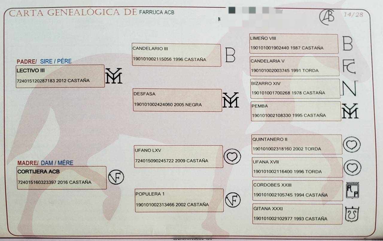 Jument PRE 4 ans 1.67 cm