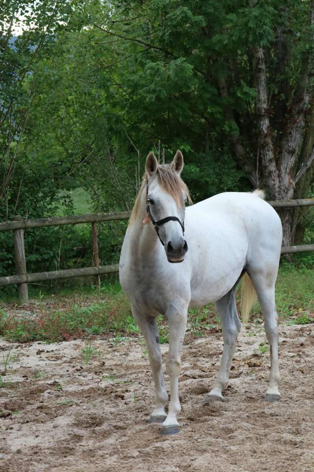 Cheval pur sang arabe