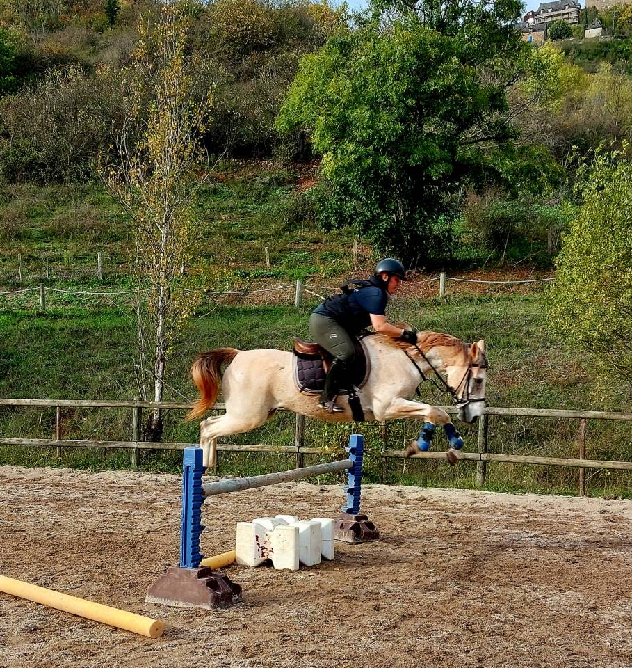 Cheval pur sang arabe