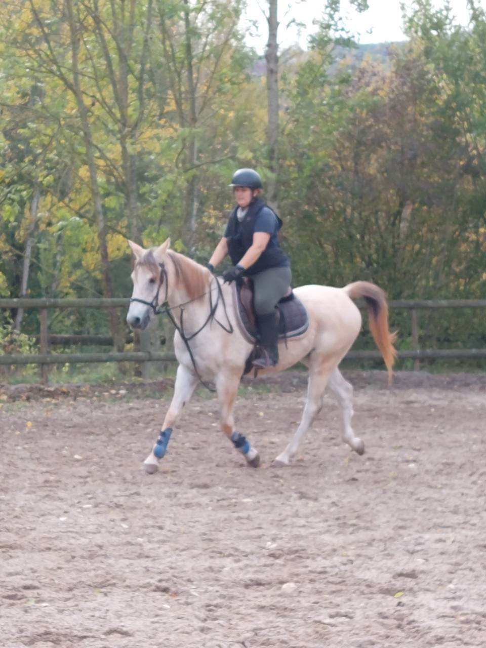 Cheval pur sang arabe