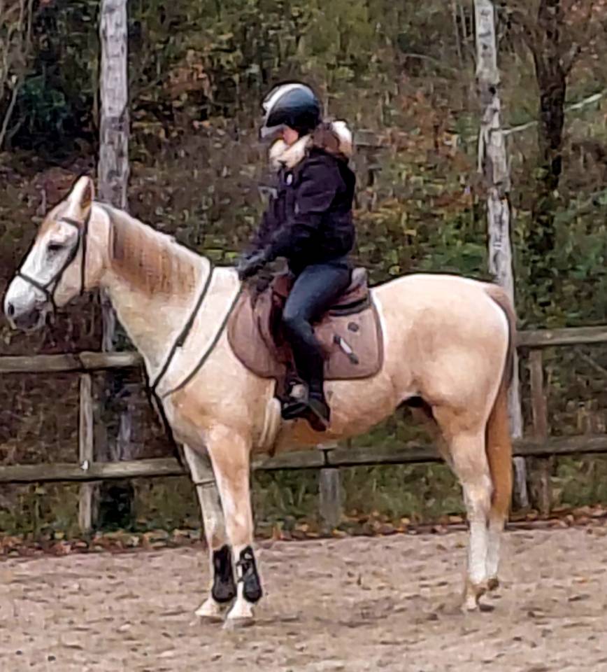 Cheval pur sang arabe