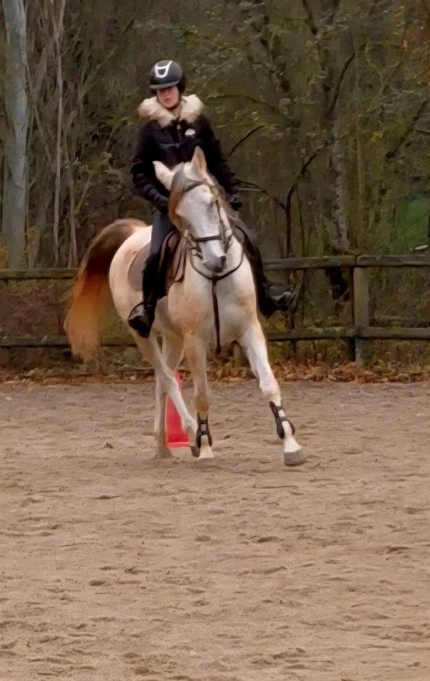 Cheval pur sang arabe