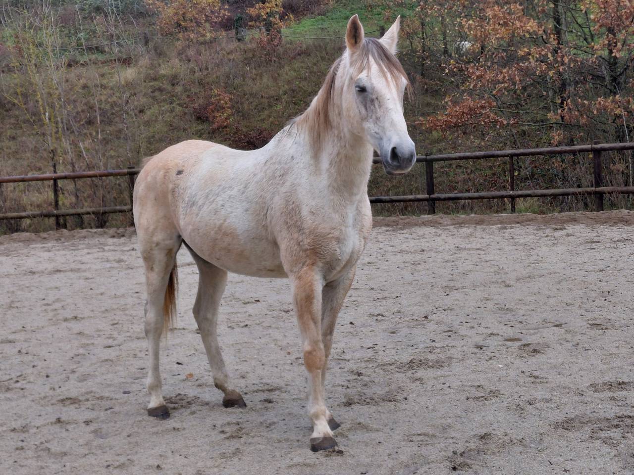 Cheval pur sang arabe