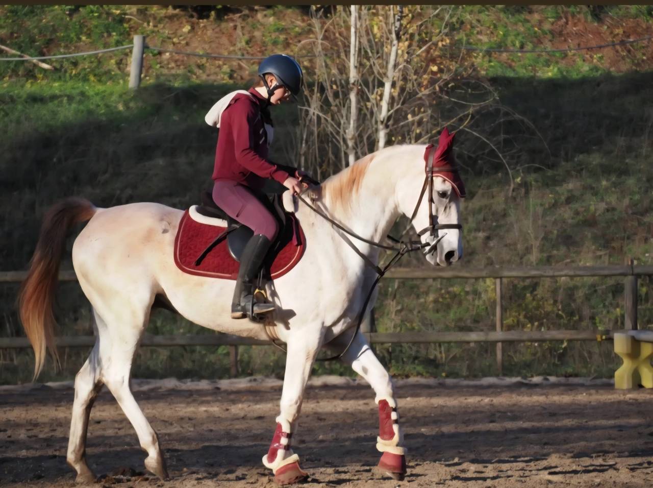 Cheval pur sang arabe