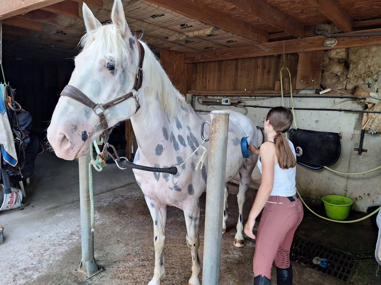 Hongre de 10 ans CSO