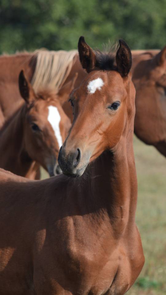 Poulain mâle 2025