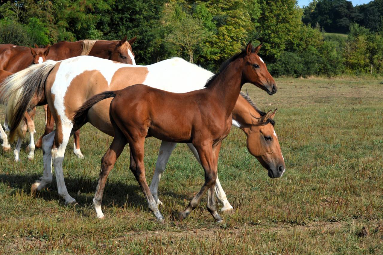 Poulain mâle 2025