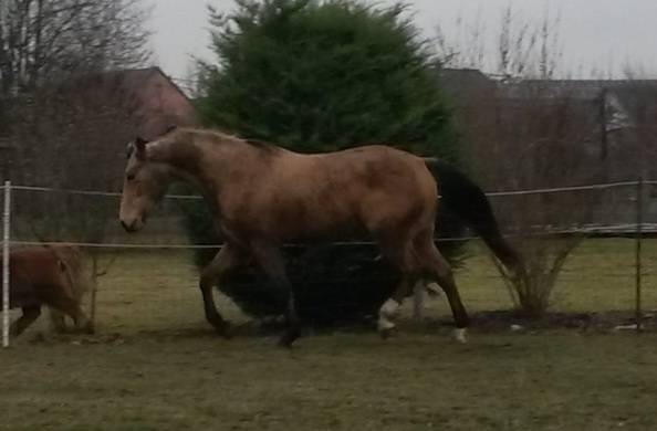 Jument selle français 