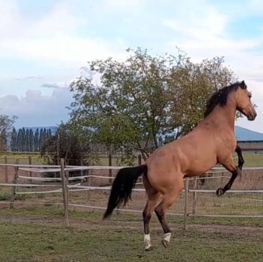 Jument selle français 
