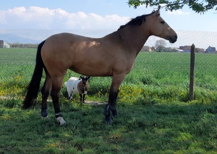 Jument selle français 