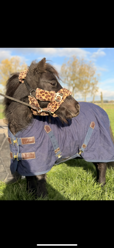 Shetland pour compagnie 