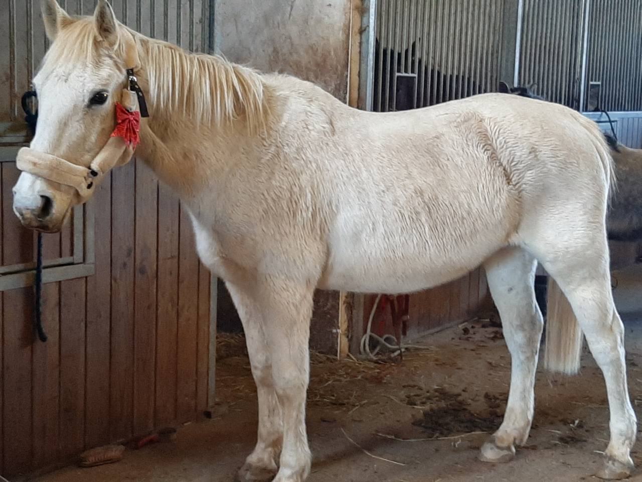 Jument de loisirs de 21 ans