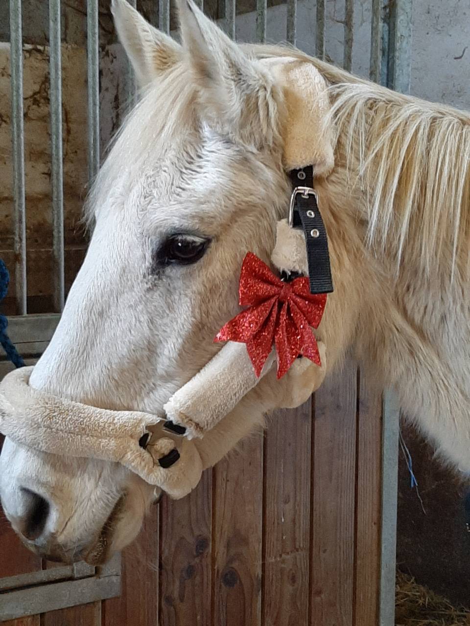 Jument de loisirs de 21 ans