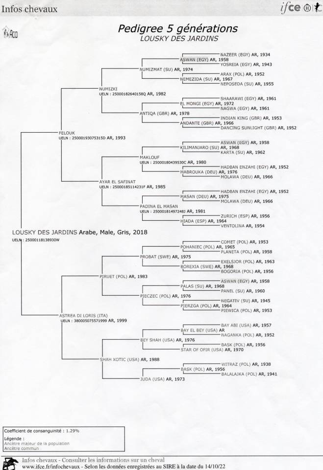 Etalon Arabe à vendre - 7 ans