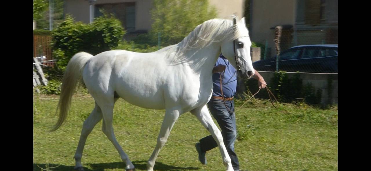 Etalon Arabe à vendre - 7 ans