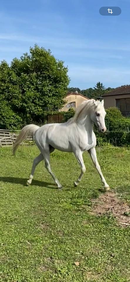 Etalon Arabe à vendre - 7 ans