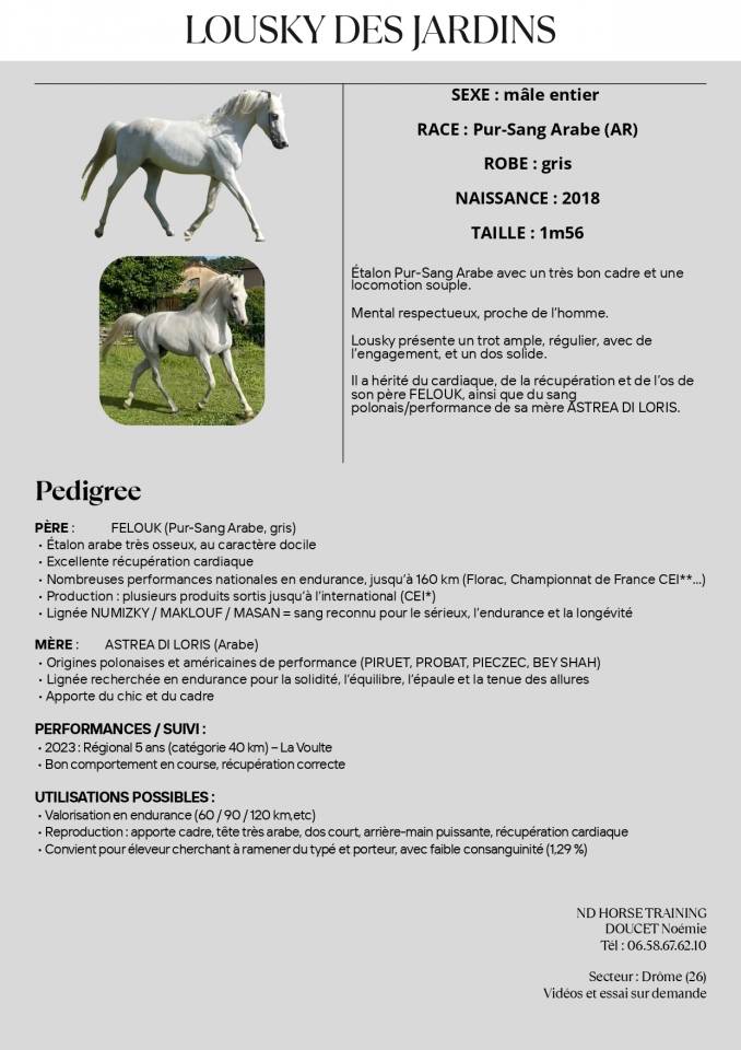 Etalon Arabe à vendre - 7 ans