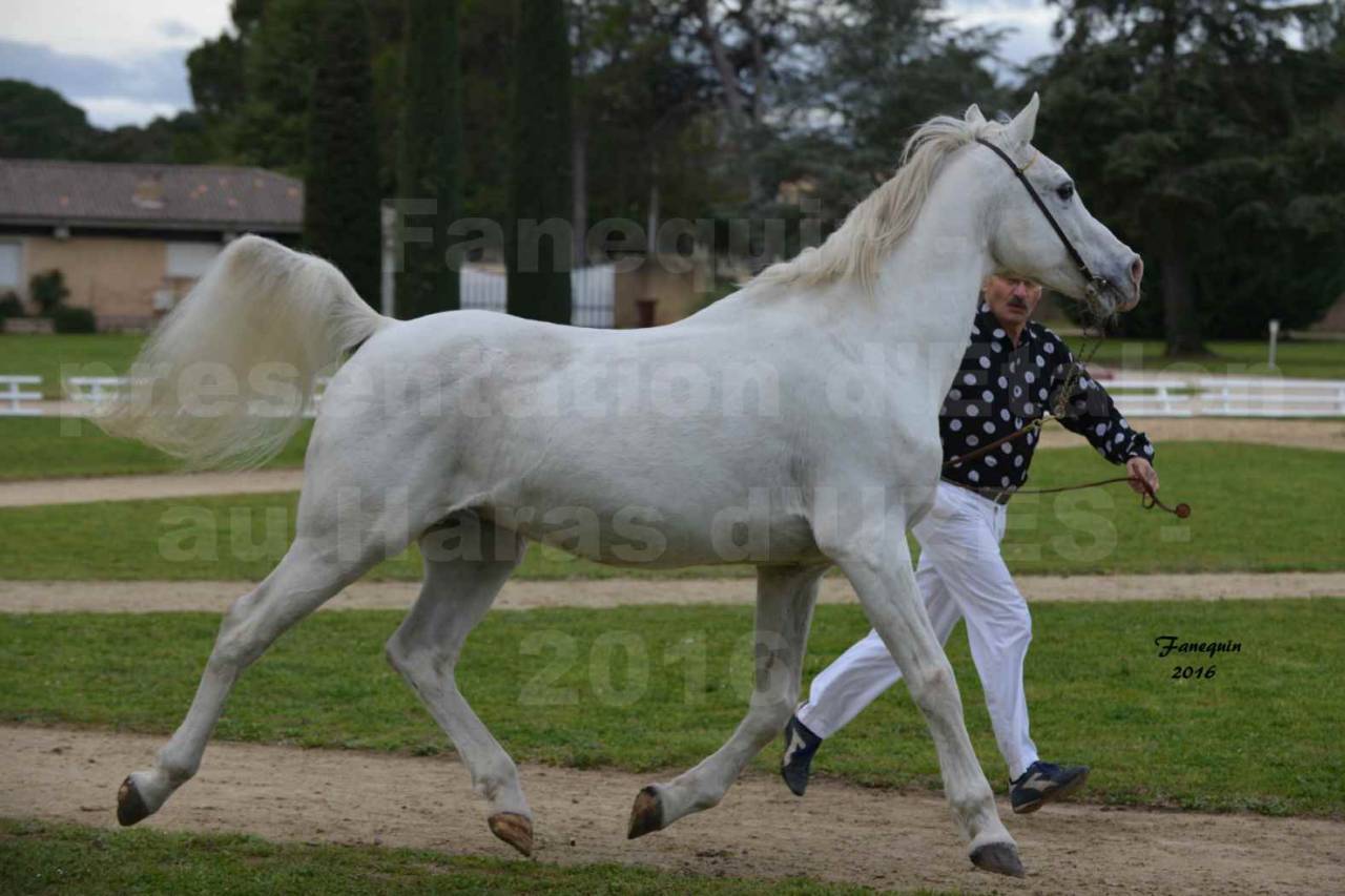 Etalon Arabe à vendre - 7 ans