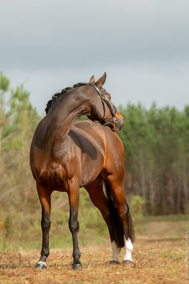 Cheval  de dressage 