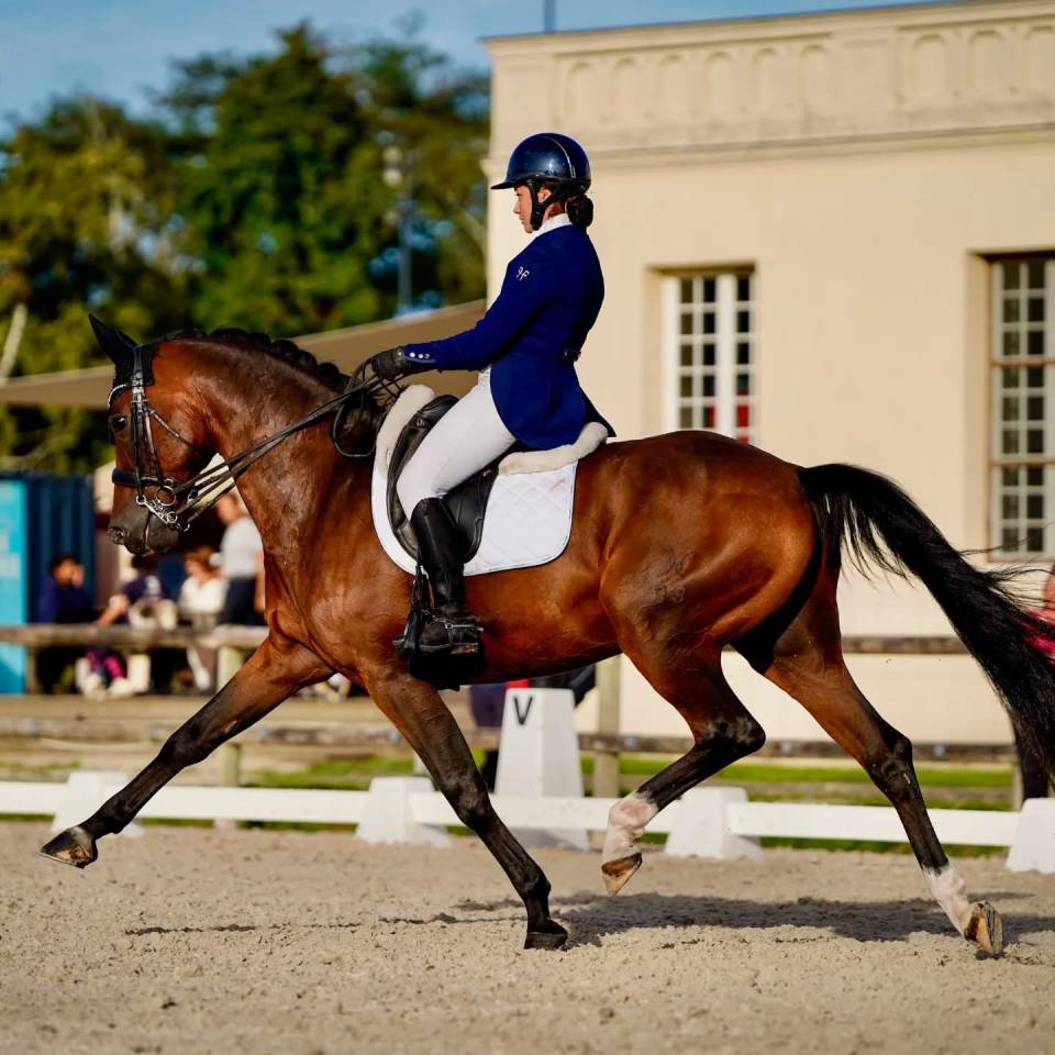 Cheval  de dressage 