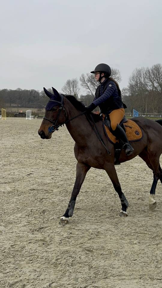 Jument selle français CSO