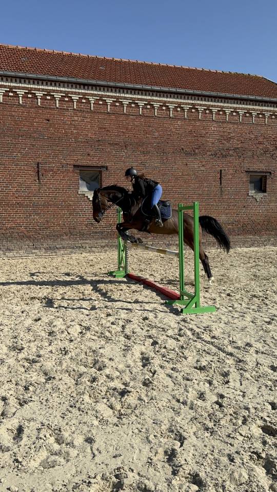 Jument selle français CSO