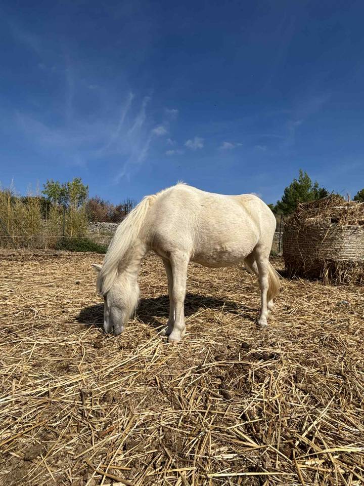 Opale des Guilhems, Pouliche shetland OC
