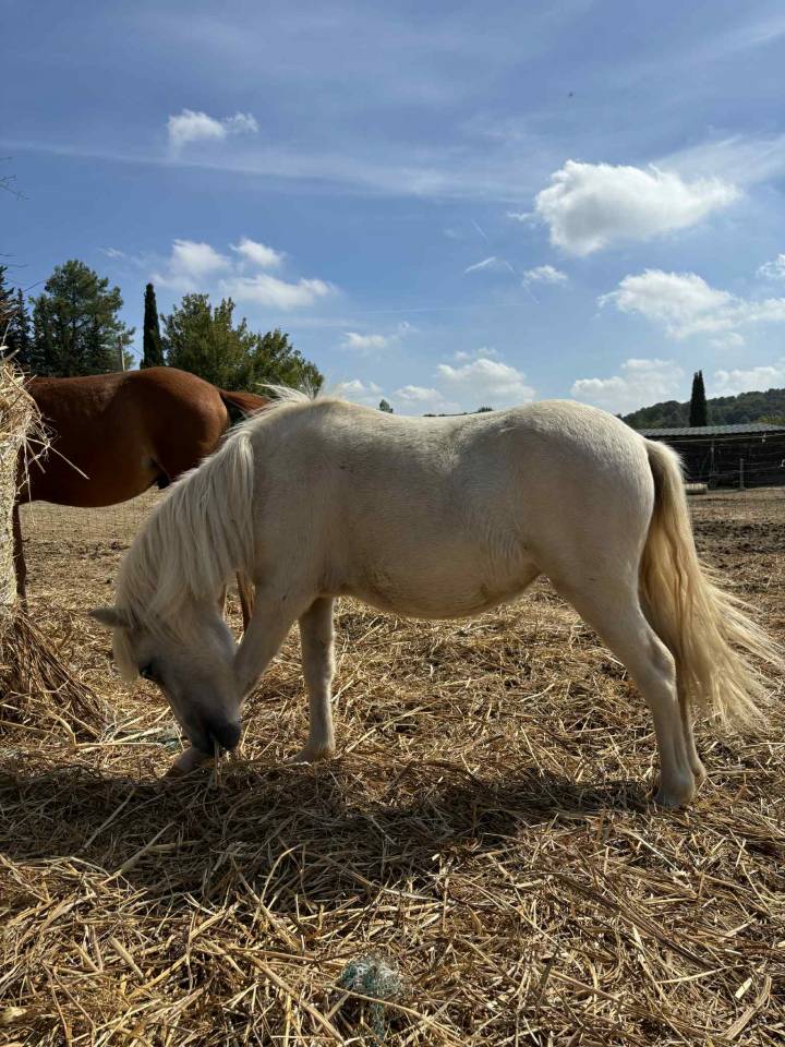 Opale des Guilhems, Pouliche shetland OC