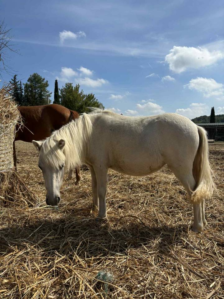 Opale des Guilhems, Pouliche shetland OC