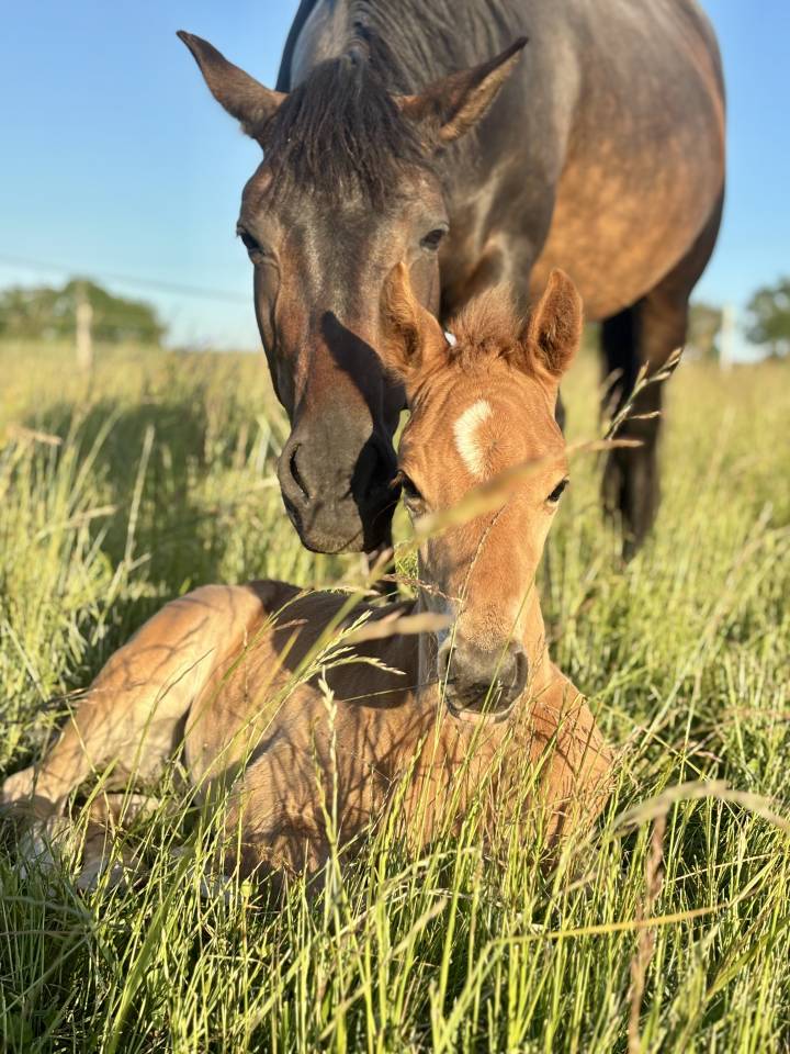 Poulain PFS par Quabar des Monceaux 