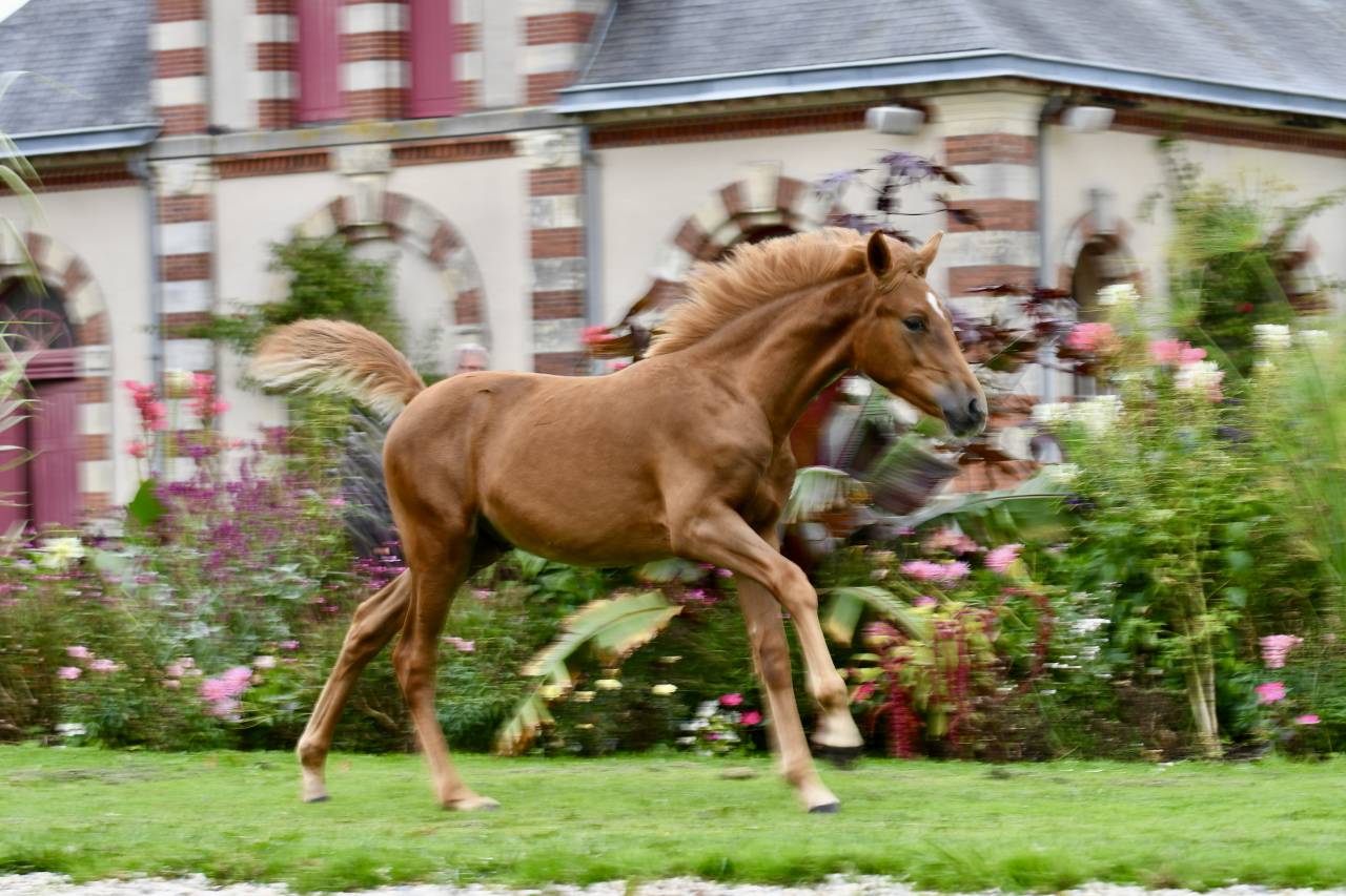 Poulain PFS par Quabar des Monceaux 