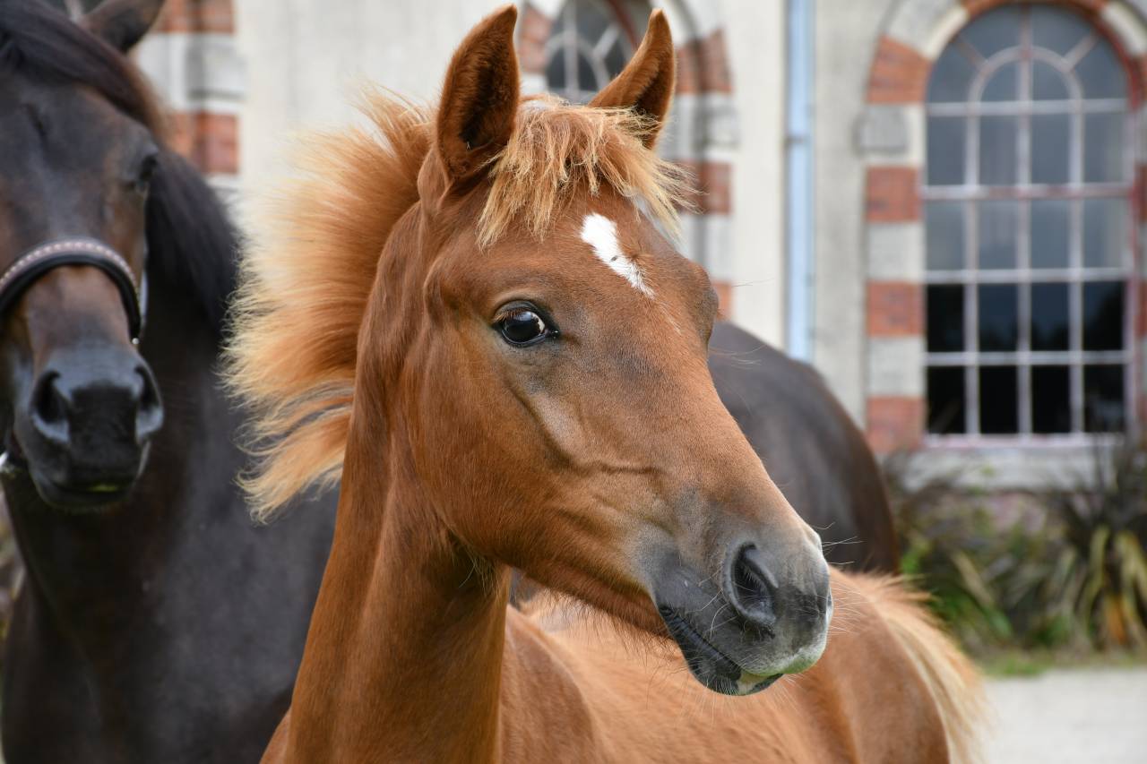 Poulain PFS par Quabar des Monceaux 
